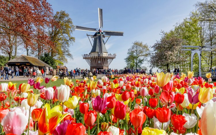 Keukenhof & Windmill Tour