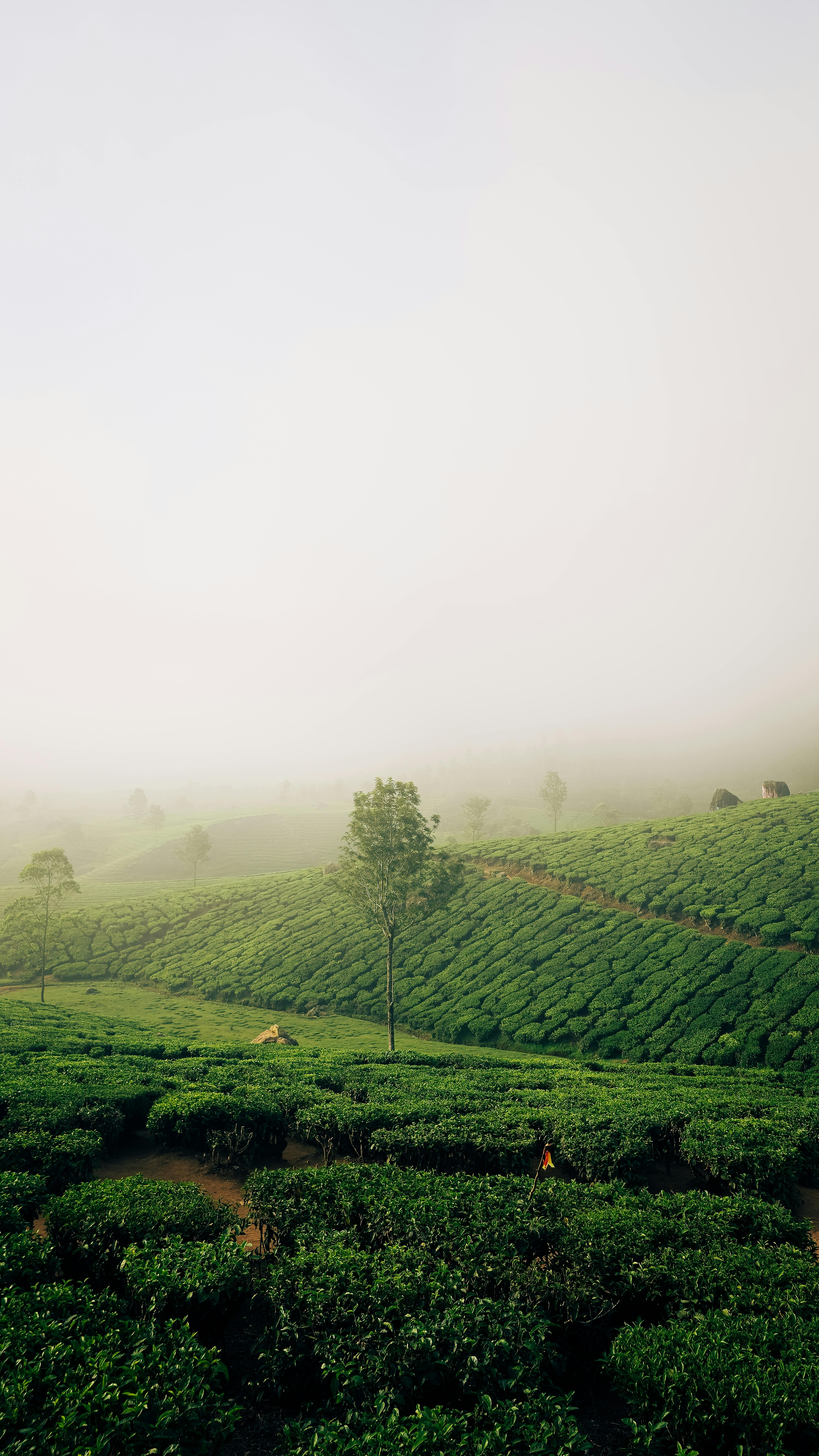 Munnar Sightseeing